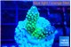 Acropora humilis neon green purple 2 cm WYSIWYG acclimaté