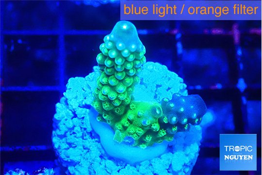 Acropora humilis neon green purple 2 cm WYSIWYG acclimaté