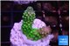 Acropora humilis neon green purple 2 cm WYSIWYG acclimaté
