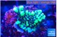 Montipora incredible hulk 2-3 cm WYSIWYG acclimaté