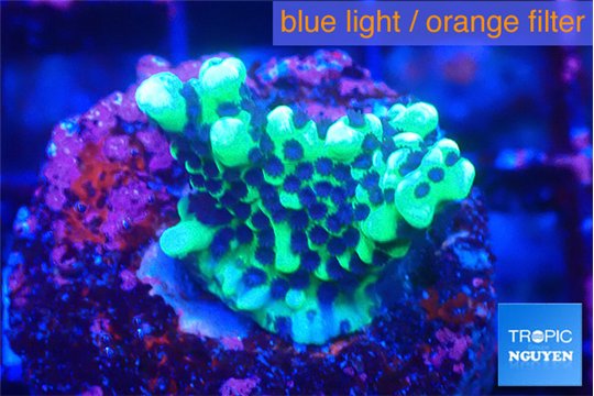 Montipora incredible hulk 2-3 cm WYSIWYG acclimaté