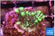 Montipora incredible hulk 2-3 cm WYSIWYG acclimaté