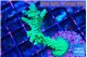 Acropora green purple tip 4-5 cm WYSIWYG acclimaté
