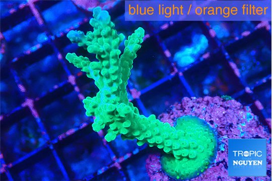 Acropora green purple tip 4-5 cm WYSIWYG acclimaté