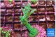 Acropora green purple tip 4-5 cm WYSIWYG acclimaté