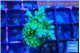 Acropora green blue ice Fijii 2-3 cm WYSIWYG acclimaté