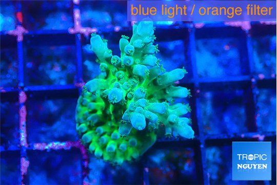 Acropora green blue ice Fijii 2-3 cm WYSIWYG acclimaté