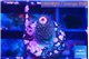 Acropora pink 1-2 cm WYSIWYG acclimaté