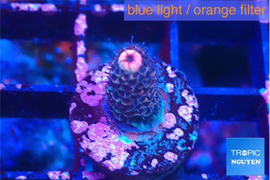 Acropora pink 1-2 cm WYSIWYG acclimaté