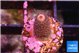 Acropora pink 1-2 cm WYSIWYG acclimaté