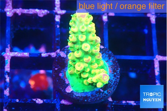 Acropora rainbow 2 cm WYSIWYG acclimaté
