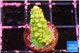 Acropora rainbow 2 cm WYSIWYG acclimaté