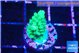 Acropora green 1-2 cm WYSIWYG acclimaté