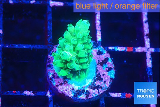 Acropora green 1-2 cm WYSIWYG acclimaté