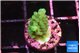 Acropora green 1-2 cm WYSIWYG acclimaté