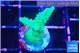 Acropora green 2-3 cm WYSIWYG acclimaté