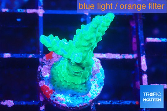 Acropora green 2-3 cm WYSIWYG acclimaté