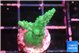 Acropora green 2-3 cm WYSIWYG acclimaté