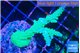 Acropora green purple 4-5 cm WYSIWYG acclimaté