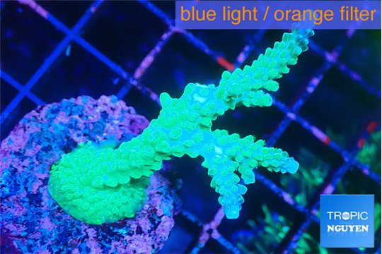 Acropora green purple 4-5 cm WYSIWYG acclimaté