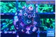 Acropora pink 1-2 cm WYSIWYG acclimaté
