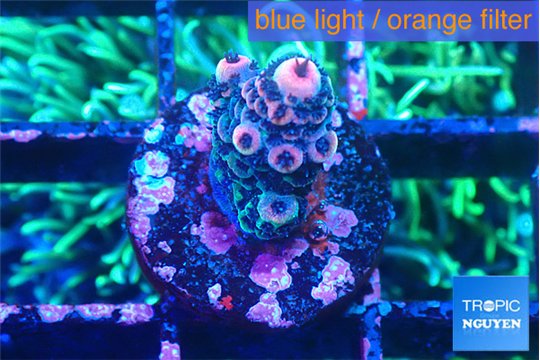 Acropora pink 1-2 cm WYSIWYG acclimaté