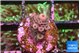 Acropora pink 1-2 cm WYSIWYG acclimaté