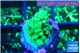 Acropora green 1-2 cm WYSIWYG acclimaté