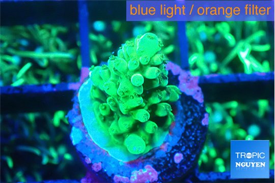 Acropora green 1-2 cm WYSIWYG acclimaté