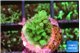 Acropora green 1-2 cm WYSIWYG acclimaté