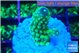 Acropora humilis neon green purple 2 cm WYSIWYG acclimaté