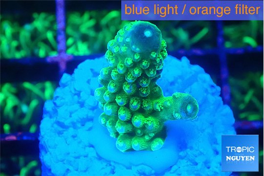 Acropora humilis neon green purple 2 cm WYSIWYG acclimaté