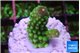 Acropora humilis neon green purple 2 cm WYSIWYG acclimaté