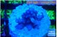 Acropora purple & white polyps premium 2-3 cm WYSIWYG acclimaté
