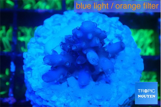 Acropora purple & white polyps premium 2-3 cm WYSIWYG acclimaté