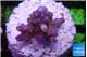 Acropora purple & white polyps premium 2-3 cm WYSIWYG acclimaté