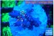 Acropora pink & green polyps Table Australia 2-3 cm WYSIWYG acclimaté