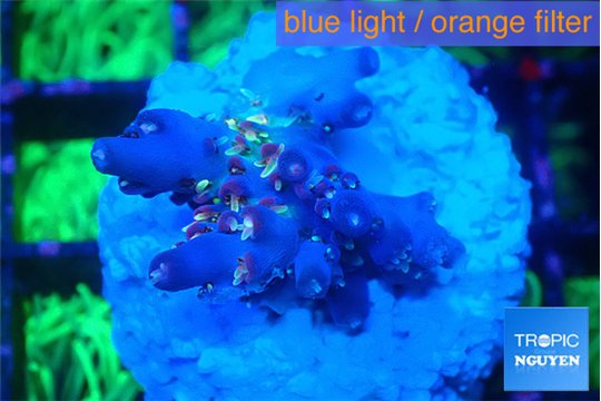 Acropora pink & green polyps Table Australia 2-3 cm WYSIWYG acclimaté
