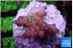 Acropora pink & green polyps Table Australia 2-3 cm WYSIWYG acclimaté
