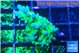 Acropora green blue ice Fijii 2-3 cm WYSIWYG acclimaté