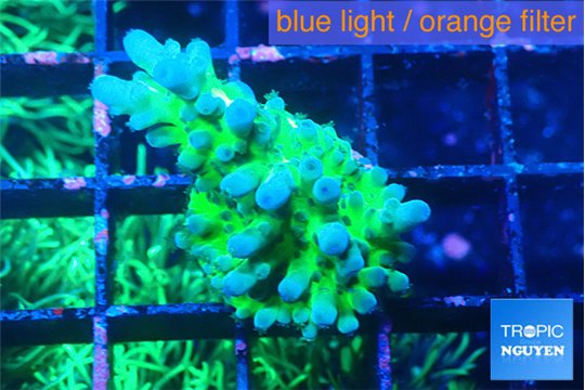 Acropora green blue ice Fijii 2-3 cm WYSIWYG acclimaté