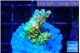Acropora phoenix neon green polyps premium 2-3 cm WYSIWYG acclimaté