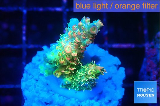 Acropora phoenix neon green polyps premium 2-3 cm WYSIWYG acclimaté