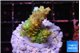 Acropora phoenix neon green polyps premium 2-3 cm WYSIWYG acclimaté