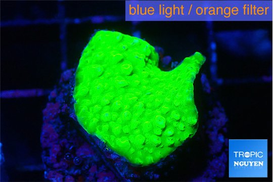 Acropora neon green 2-3 cm WYSIWYG acclimaté