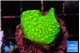 Acropora neon green 2-3 cm WYSIWYG acclimaté