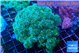 Pocillopora damicornisgreen & pink tip 7-10 cm WYSIWYG acclimaté