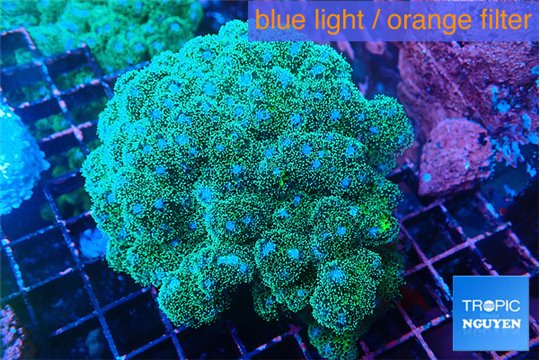 Pocillopora damicornisgreen & pink tip 7-10 cm WYSIWYG acclimaté