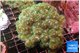 Pocillopora damicornisgreen & pink tip 7-10 cm WYSIWYG acclimaté