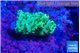 Acropora green 2 cm WYSIWYG acclimaté
